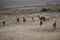 Guanacos on a meadow in Chile, Patagonia