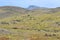 Guanacos on a meadow in Chile, Patagonia