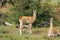 Guanacos in National Park Torres del Paine