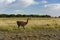 Guanacos in nature reserve,