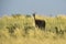 Guanacos in nature reserve,