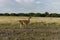 Guanacos in nature reserve,