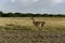 Guanacos in nature reserve,