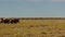 Guanacos in the Pampa passing by - out of the picture