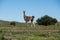 Guanacos in Pampas grass environment, La Pampa,