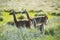 Guanacos in Pampas grassland environment,