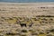 Guanacos in Pampas grassland environment,