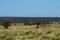 Guanacos in Pampas grassland environment, La Pampa