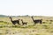 Guanacos in Pampas grassland environment, La Pampa