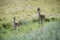 Guanacos in Pampas grassland environment, La Pampa