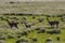 Guanacos in Pampas grassland environment, La Pampa