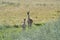 Guanacos in Pampas grassland environment, La Pampa