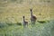 Guanacos in Pampas grassland environment, La Pampa province,