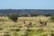 Guanacos in Pampas grassland environment, La Pampa province,