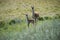 Guanacos in Pampas grassland environment, La Pampa province,