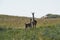 Guanacos in Pampas grassland environment, La Pampa province,