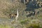 Guanacos in pampas landscape