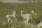 Guanacos in pampas landscape