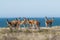 Guanacos Patagonia Argentina