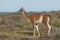 Guanacos Patagonia ,Argentina