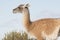 Guanacos on Route 40 in Patagonia.