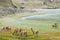 Guanacos - Torres Del Paine - Chile