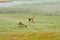 Guanacos - Torres Del Paine - Chile