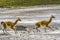 Guanacos Wild Lamas Running Torres del Paine National Park Chile