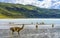 Guanacos Wild Lamas Torres del Paine National Park Chile