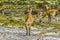 Guanacos Wild Lamas Torres del Paine National Park Chile