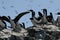 Guanay cormorants breeding colony