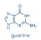 Guanine G purine nucleobase molecule. Base present in DNA and RNA. Skeletal formula.