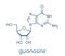 Guanosine purine nucleoside molecule. Important component of GTP, GDP, cGMP, GMP and RNA. Skeletal formula.