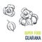 Guarana. Super food hand drawn sketch vector