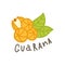 Guarana superfood isolated on white