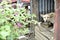 Guard Dog in the Cage at the Villa