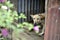 Guard Dog in the Cage at the Villa