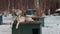 Guard dog with a collar and chain lies on a kennel on a winter snowy day.