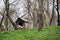 Guard dog sleeping in doghouse in garden