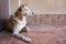 Guard dog tied to a chain guarding the entrance of a house