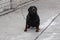 A guard dog tied to a chain stands on concrete. Rottweiler
