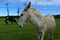 Guard Donkey Out to Pasture with Cows in a Field