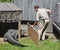 Guard of Granby Zoo try to change an alligator of and enclosure.