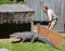 Guard of Granby Zoo try to change an alligator of and enclosure.