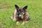 guard outbred old dog is lying on the grass and guards the entrance to the gate of the yard