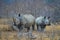 On Guard- White Rhino