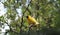 An, on guard, yellow weaver bird singing it`s heart out