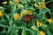 A Guardian Angel - Monarch Butterfly Feeding on Yellow Flower