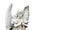 Guardian angel sculpture with open wings isolated on wide panorama banner white background with empty text space.