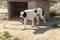 guardian dog of Alabai breed of white and black colors on chain stands near doghouse. protection of farm from thieves